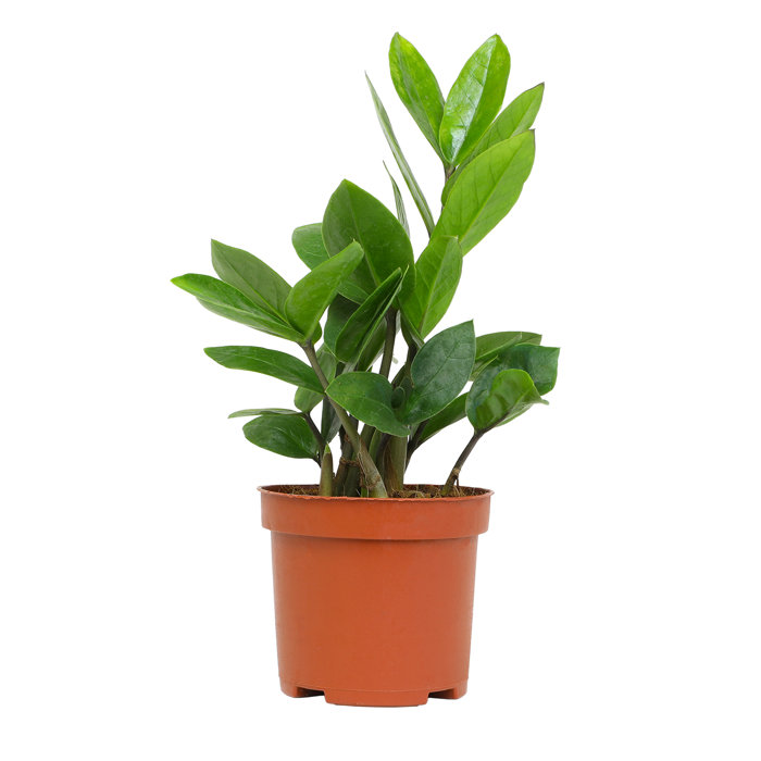 Altman Specialty Plants 3.5in ZZ Plant in Plastic Nursery Pot Wayfair